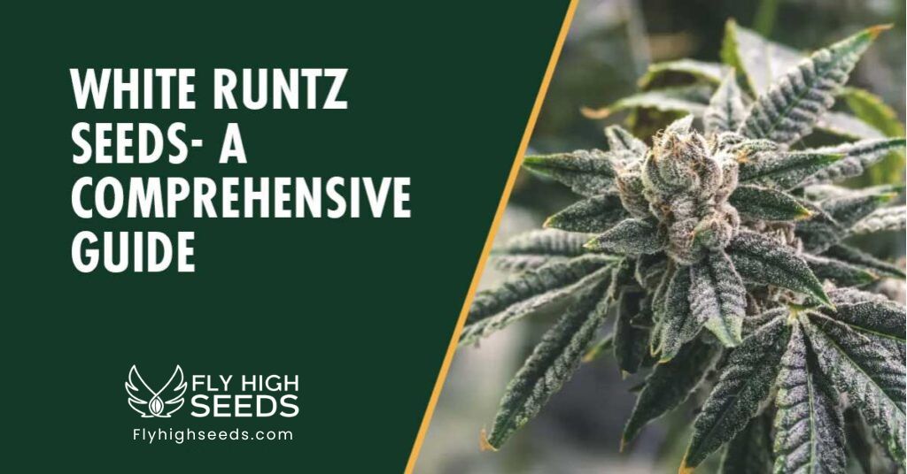 fly high seeds strains white runtz