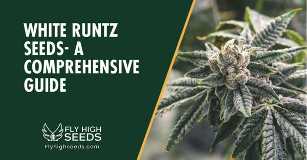 White Runtz Strain