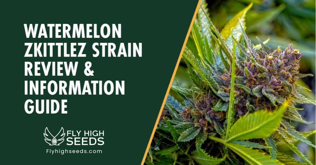 fly high seeds watermelon zkittlez