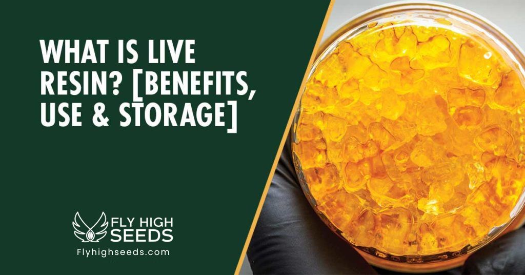fly high seeds what is live resin