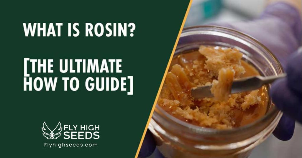 fly high seeds what is rosin