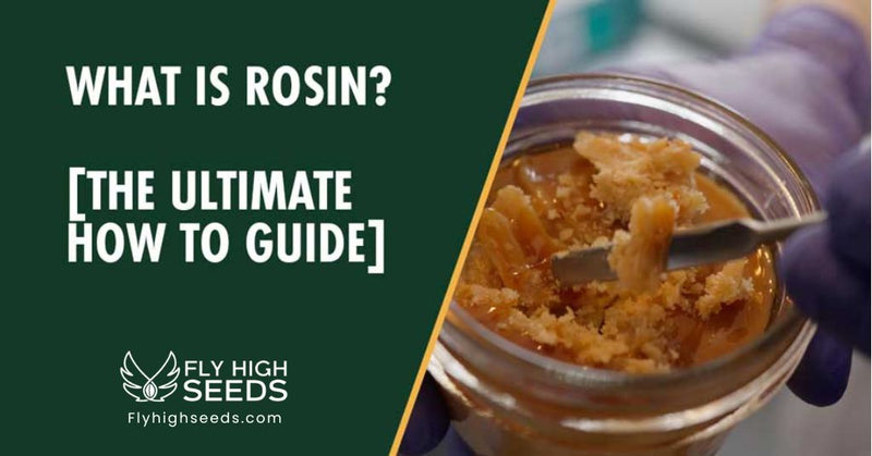 fly high seeds what is rosin