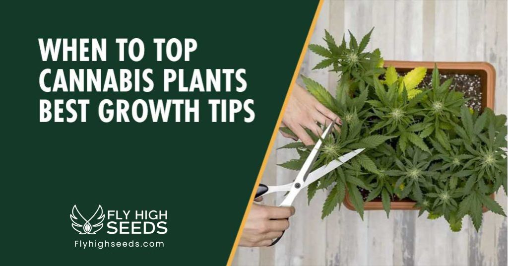 fly high seeds when to top cannabis plants