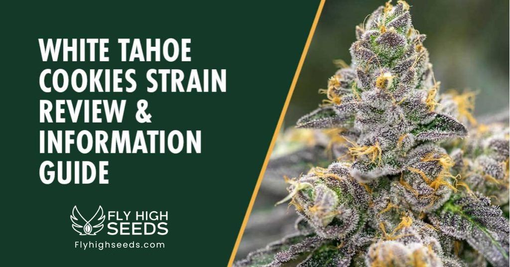 fly high seeds white tahoe cookies