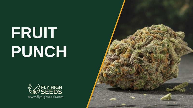 fruit punch featured image