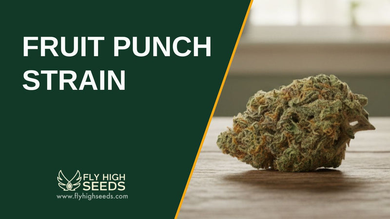fruit punch strain featured image