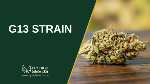 G13 Strain: 5 Strong Benefits of This Cannabis Strain