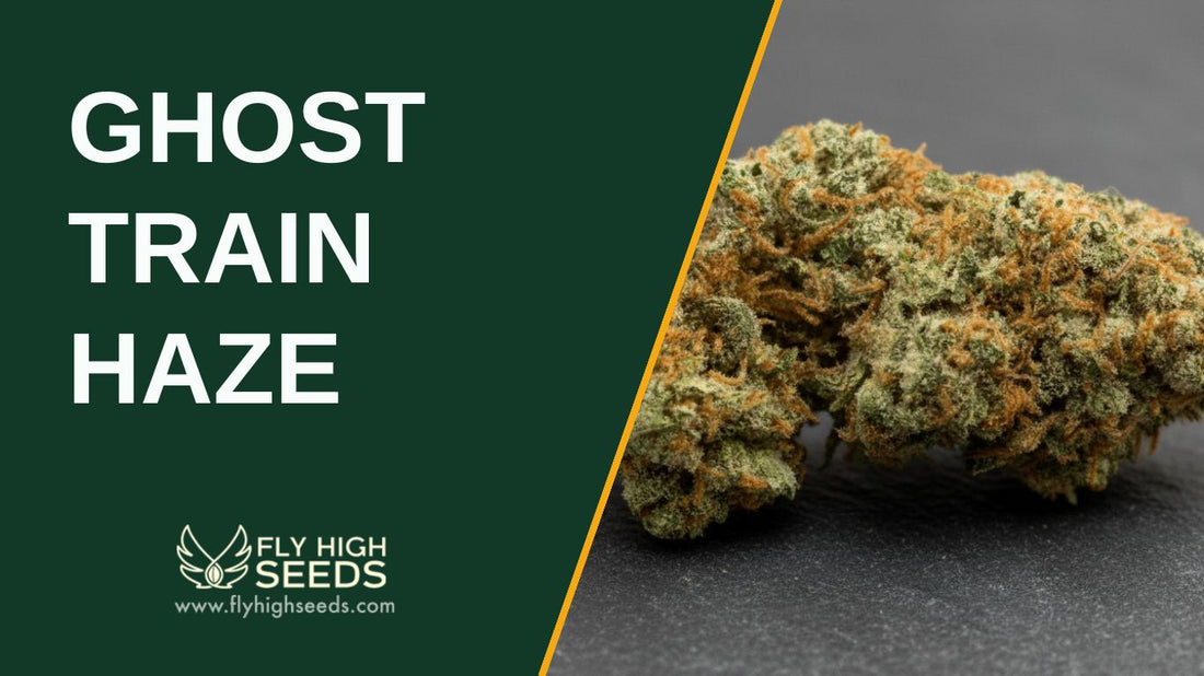 ghost train haze featured image