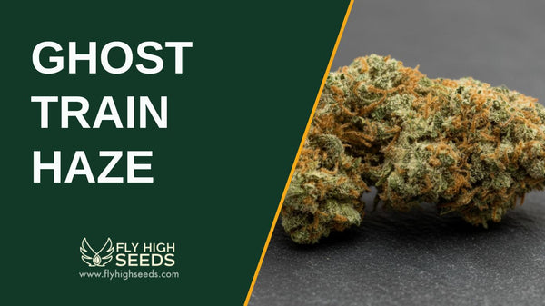 Ghost Train Haze: 5 Tips to Effectively Use This Strain