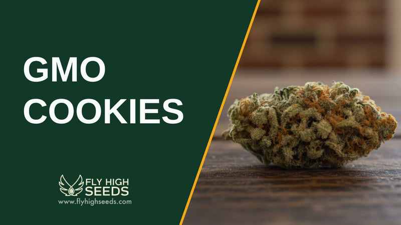 gmo cookies featured image