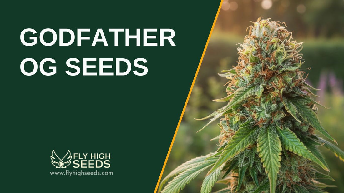godfather og seeds featured image