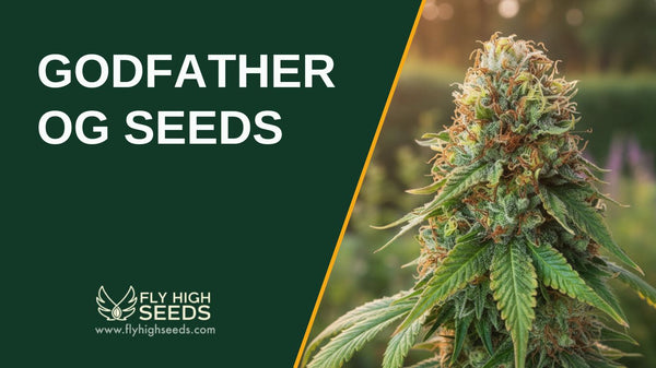 Godfather OG Seeds: 6 Reasons to Cultivate This Classic