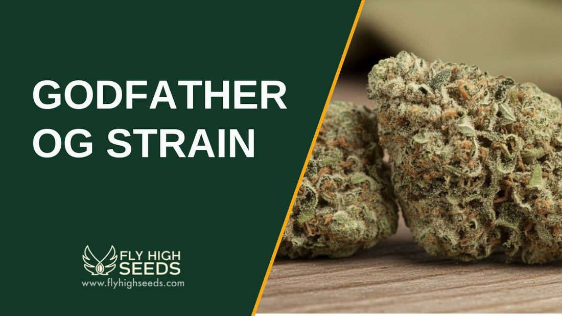 godfather og strain featured image