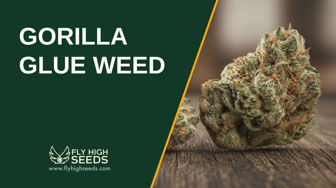 gorilla glue weed featured image