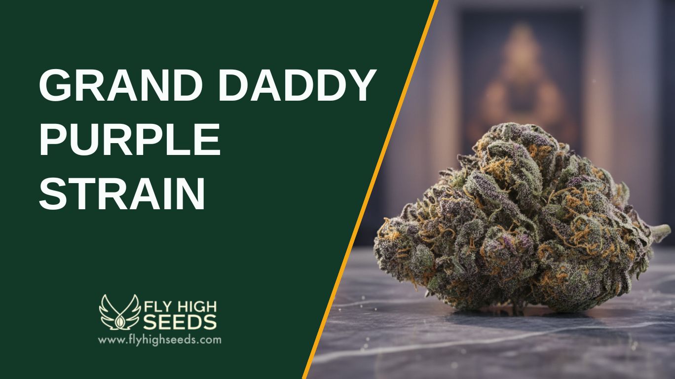 grand daddy purple strain featured image
