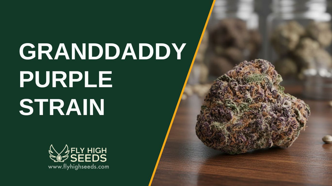 Granddaddy Purple Strain featured image