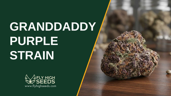 Granddaddy Purple Strain: 4 Amazing Traits of This OG Strain