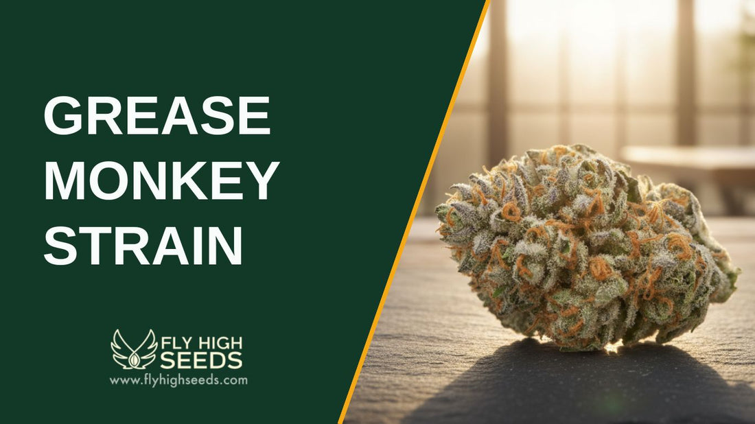grease monkey strain featured image
