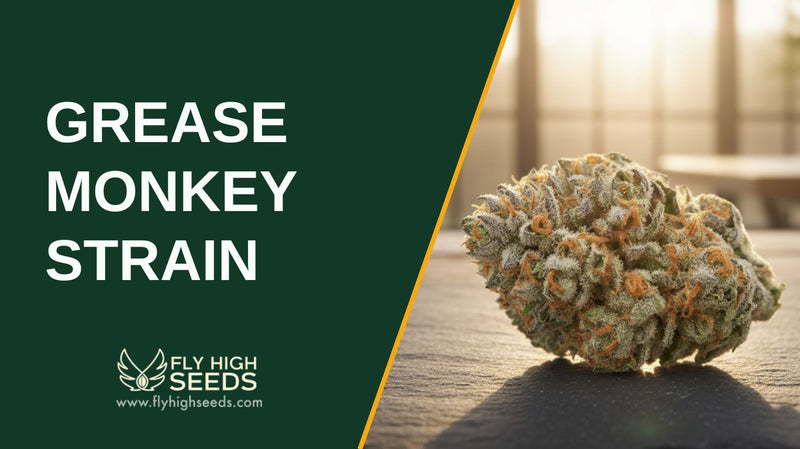 grease monkey strain featured image