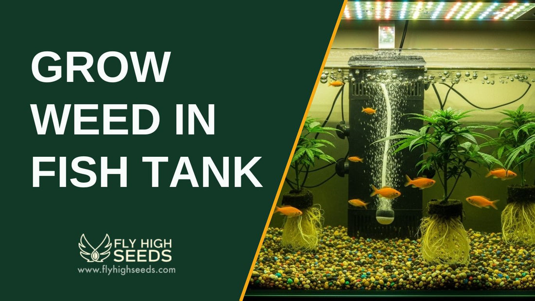 grow weed in fish tank featured image