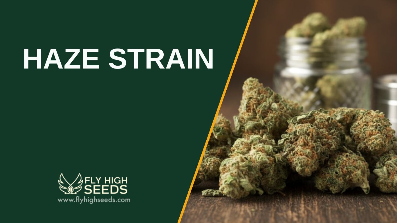haze strain featured image