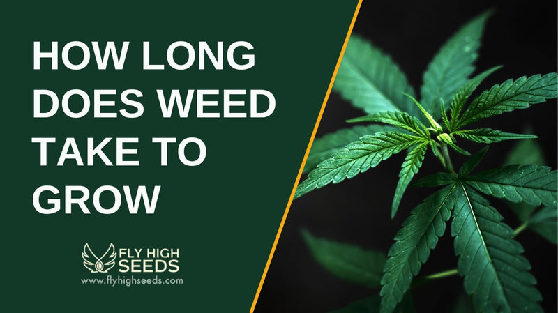 how long does weed take to grow featured image