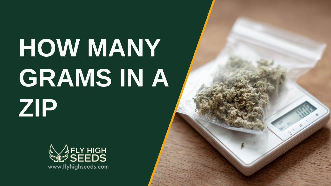 how many grams in a zip featured image