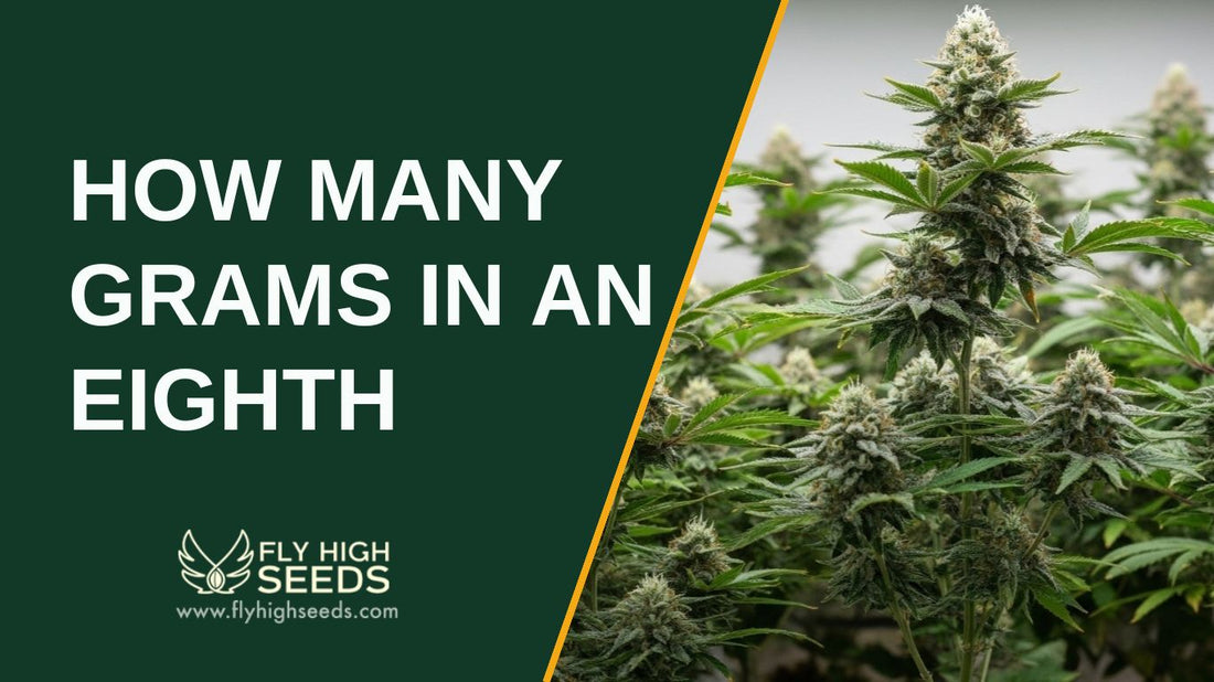 how many grams in an eighth featured image