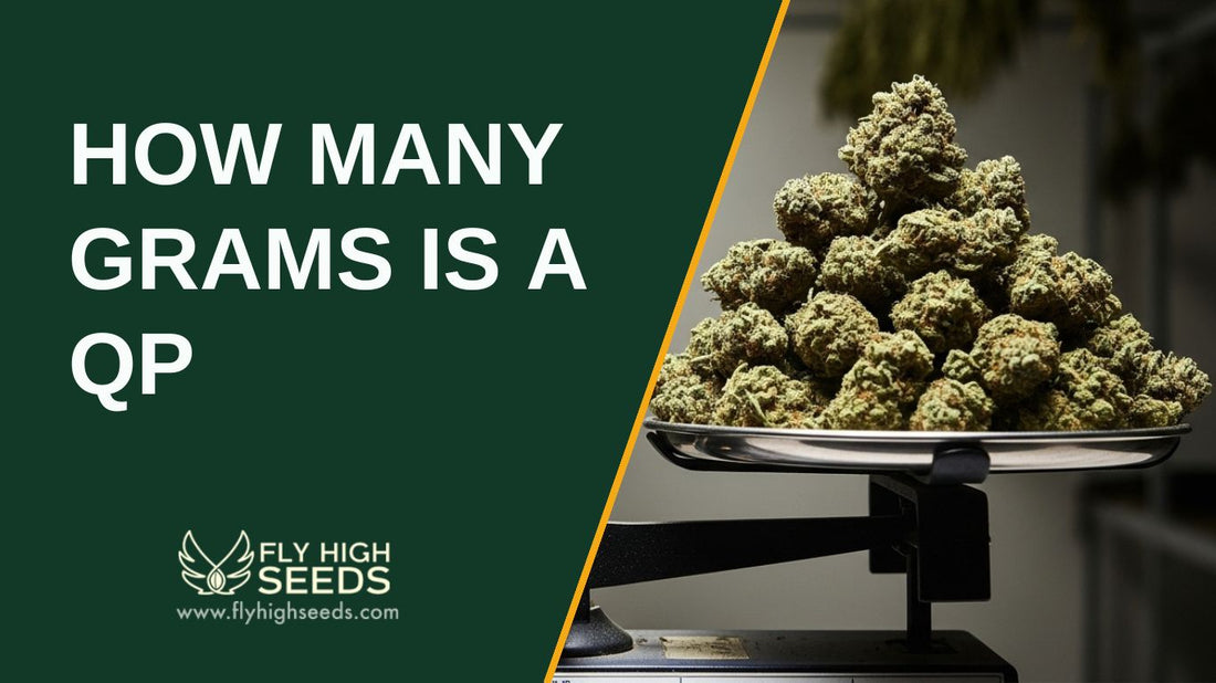 how many grams is a qp featured image