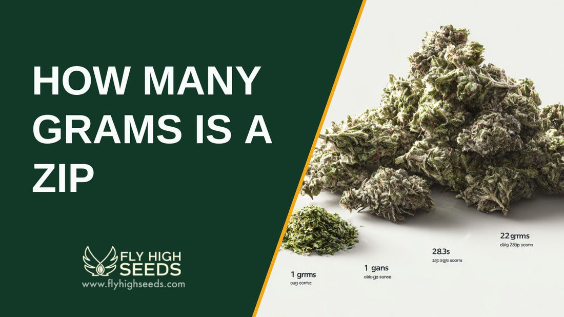 how many grams is a zip featured image