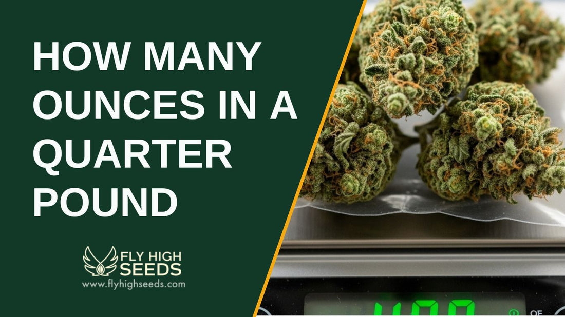 how many ounces in a quarter pound featured image