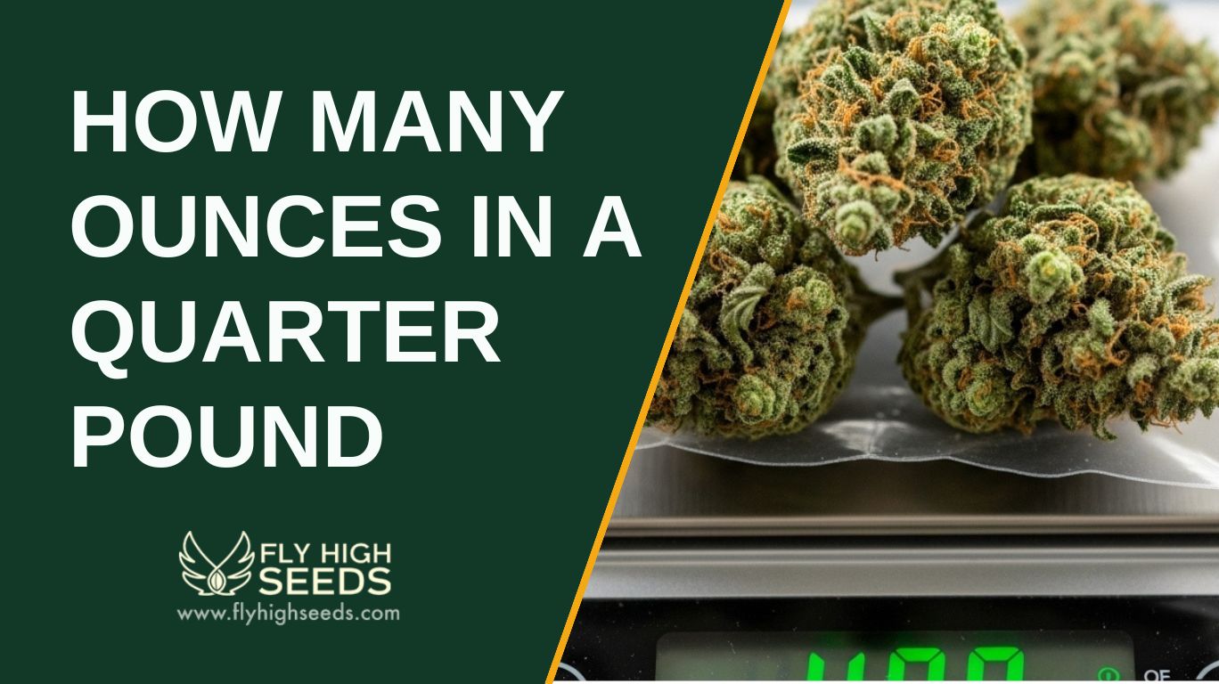 how many ounces in a quarter pound featured image