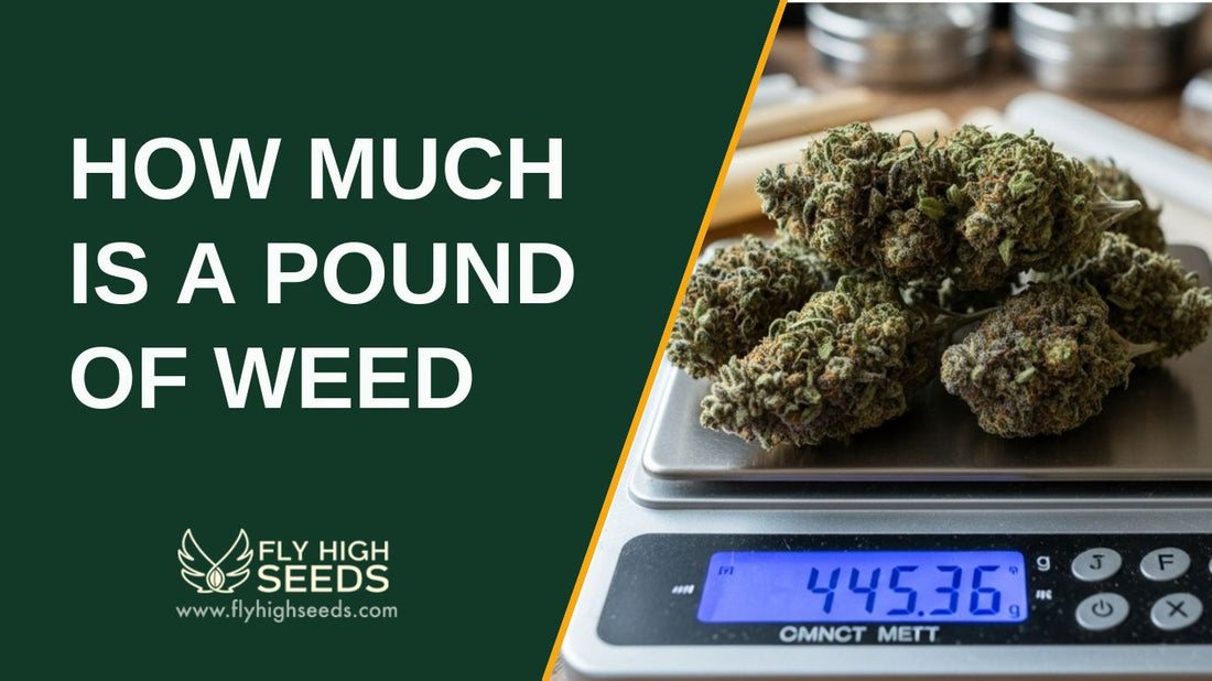 how much is a pound of weed featured image