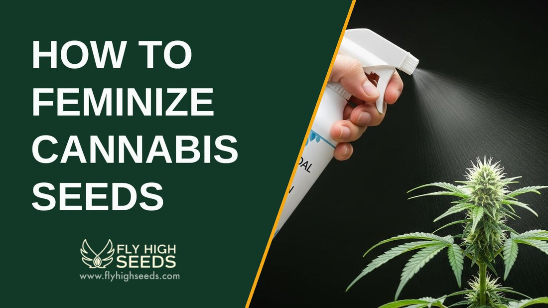 how to feminize cannabis seeds featured image