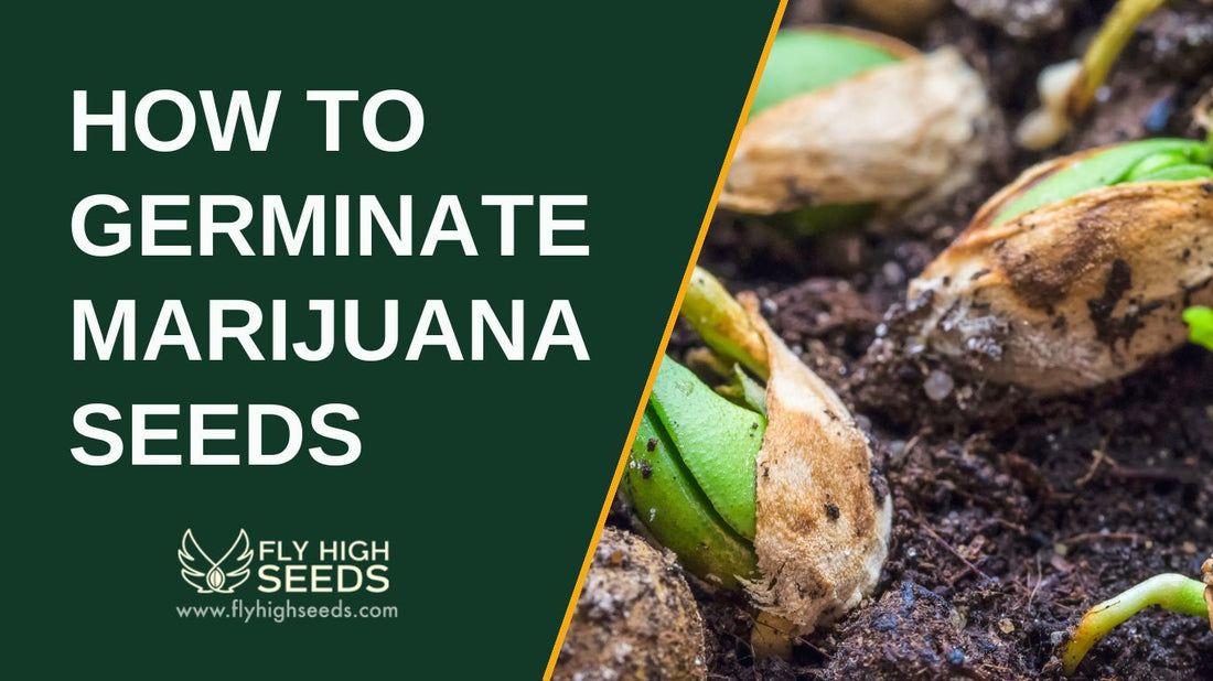 how to germinate marijuana seeds featured image