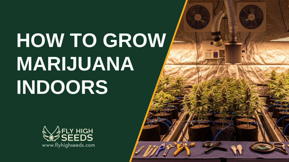 how to grow marijuana indoors featured image