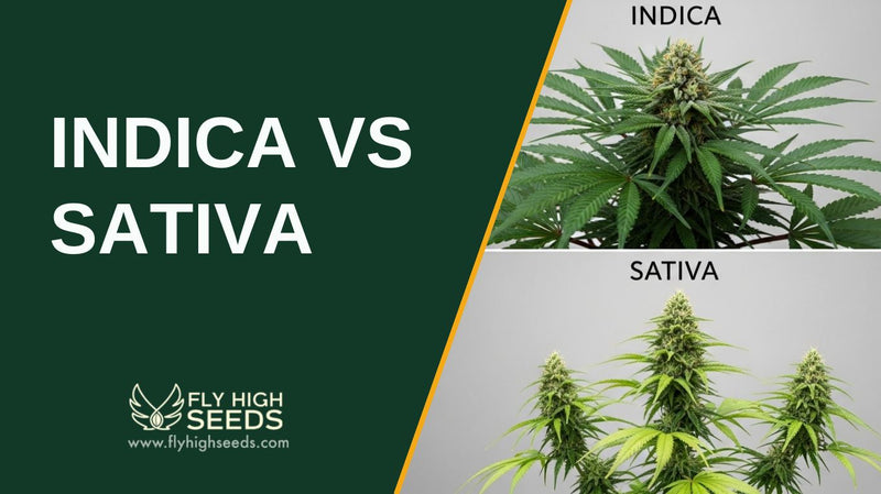 indica vs sativa featured image