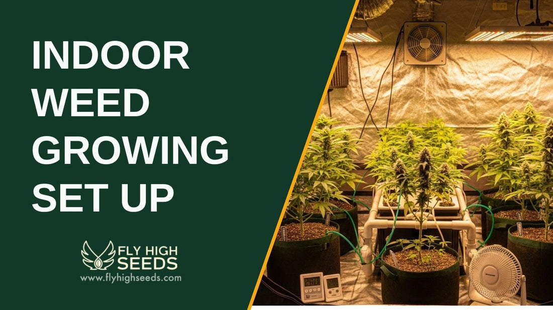 indoor weed growing set up featured image