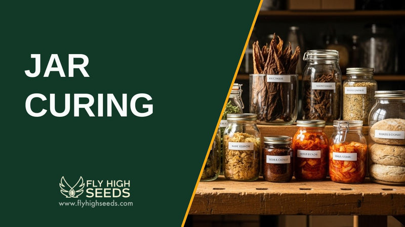 jar curing featured image