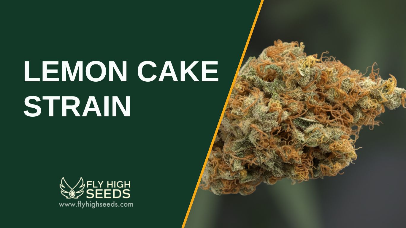 lemon cake strain featured image