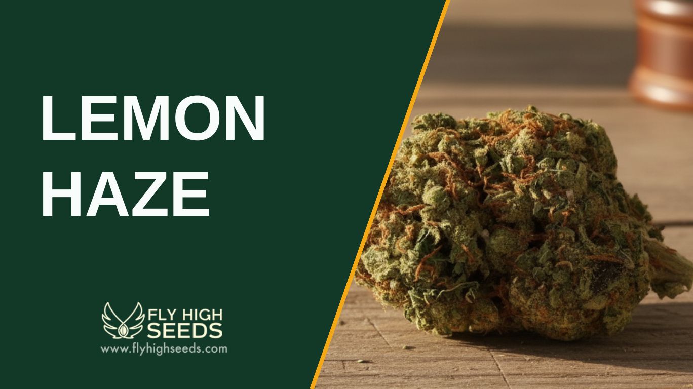 lemon haze featured image