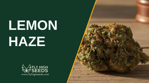 Lemon Haze: 5 Reasons to Try Out This Fruity Strain