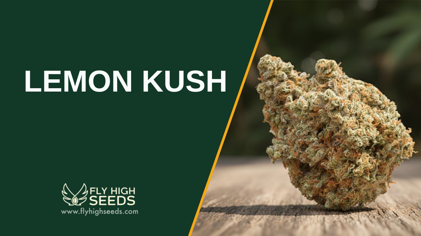 lemon kush featured image