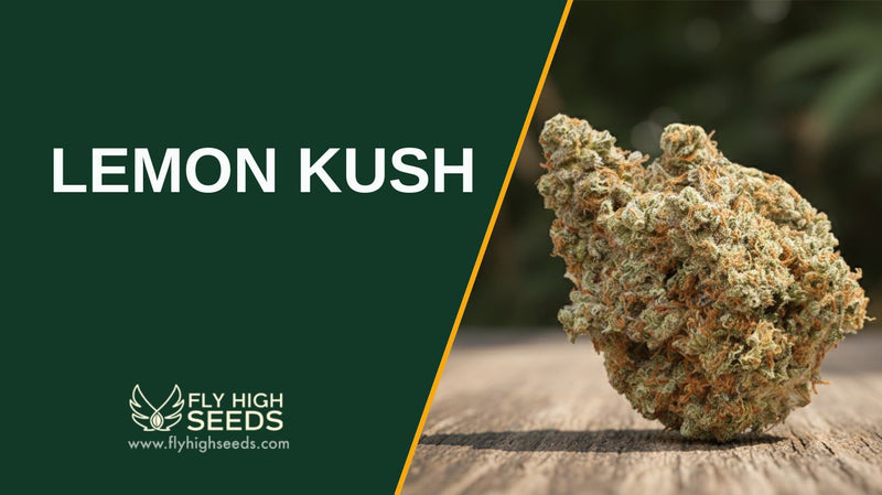 lemon kush featured image