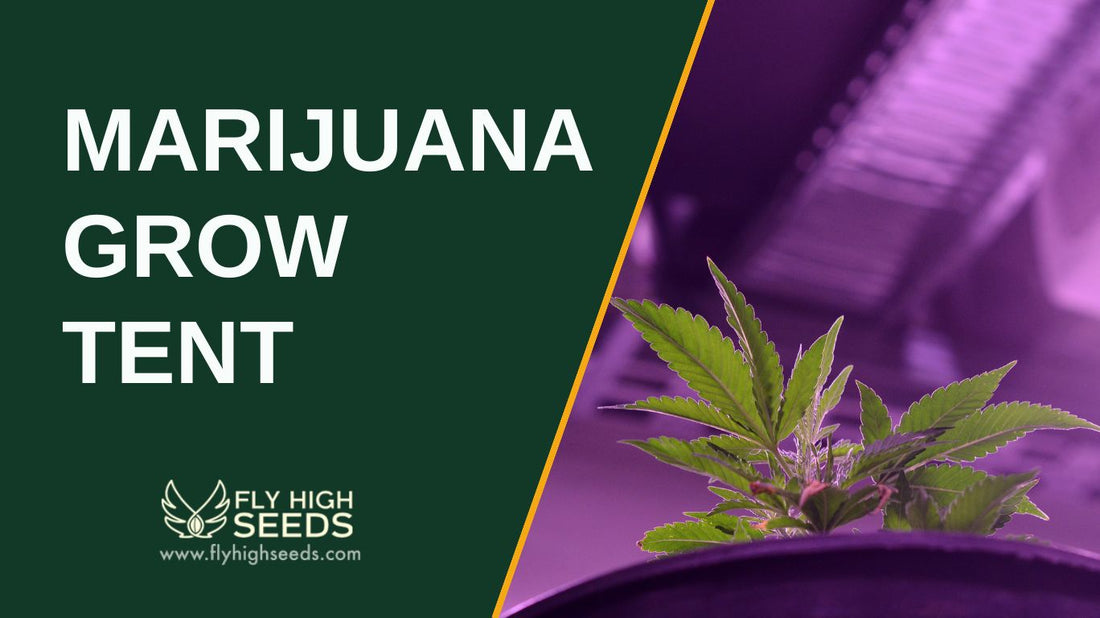 marijuana grow tent featured image