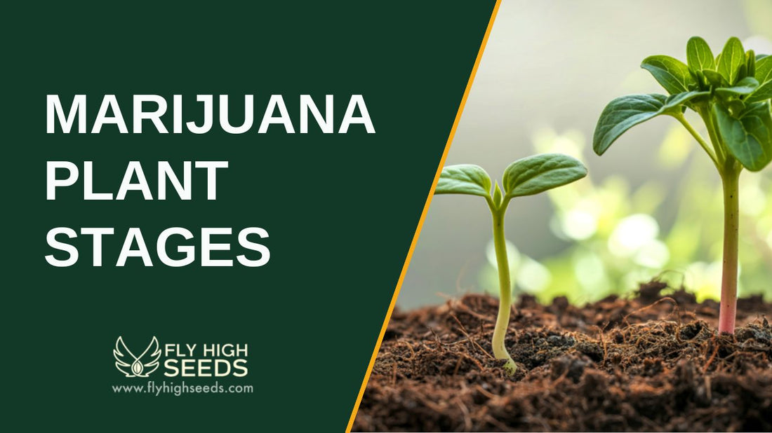 marijuana plant stages featured image
