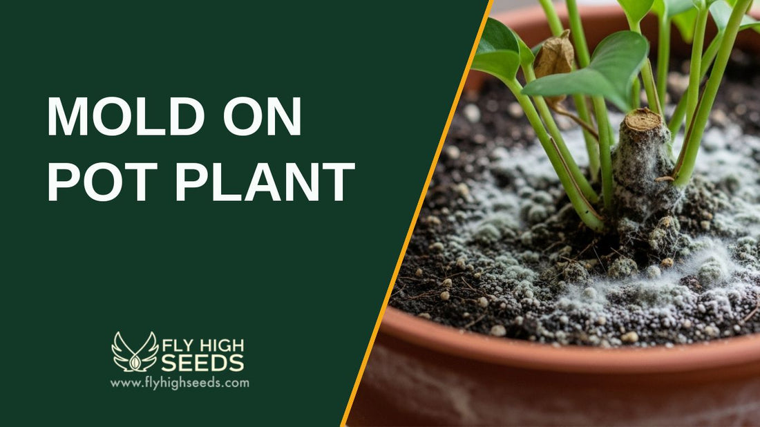 mold on pot plant featured image