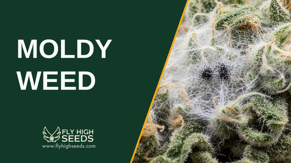 Moldy Weed: Here’s Why It’s Harmful and 6 Tips to Avoid It