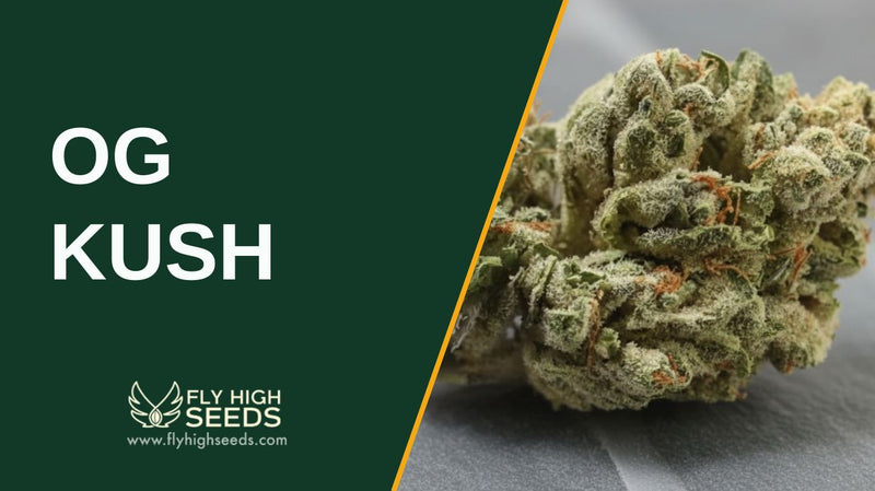 og kush featured image
