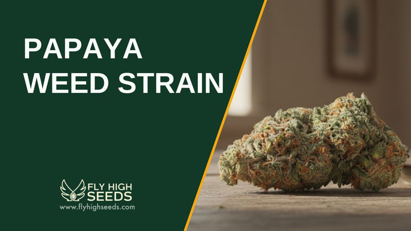 papaya weed strain featured image